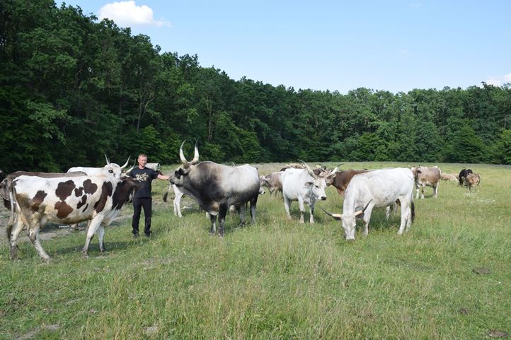 Szürke marha, birka, kecske egy csordában - Több lábon a túlélésért. Fotó: Kovács Elemér