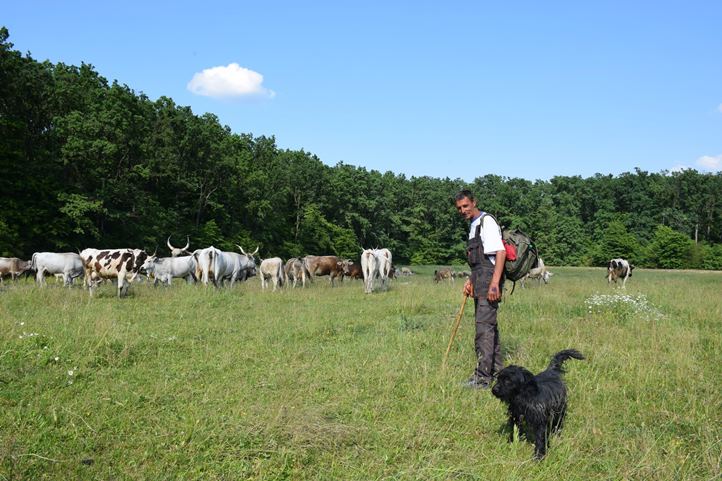 Szürke marha, birka, kecske egy csordában - Több lábon a túlélésért. Fotó: Kovács Elemér