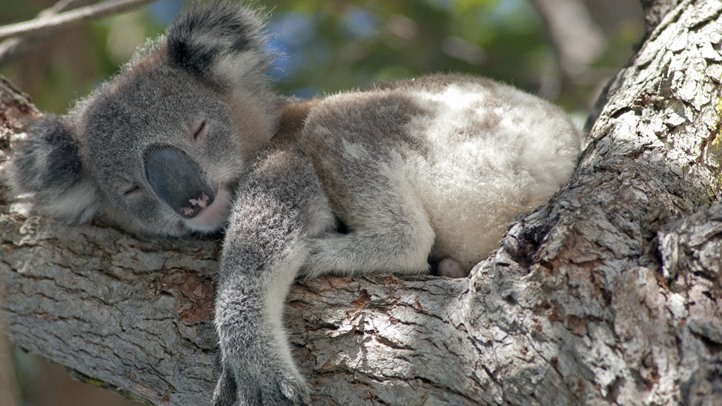 A lakosság segítségével térképezik fel Ausztrália koala-populációját