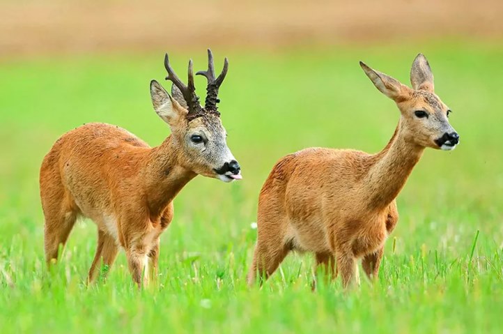 Vadgazdálkodás háborús időkben - Vesztesek és nyertesek