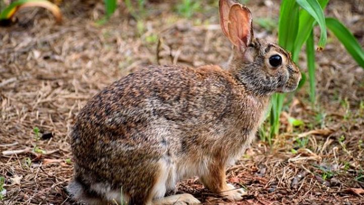 Szépen szaporodik a nyúlállomány