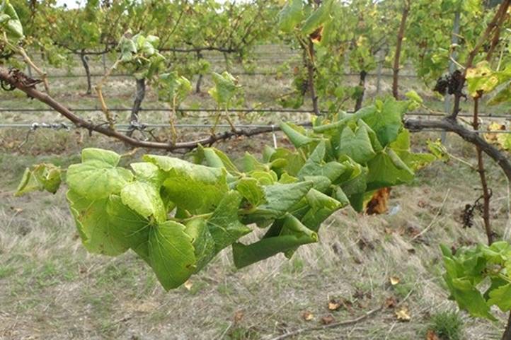 Új szemlélet, másfajta védekezés szükséges - Veszélyes kórokozó a szőlőben – az aranyszínű sárgaságot okozó fitoplazma 