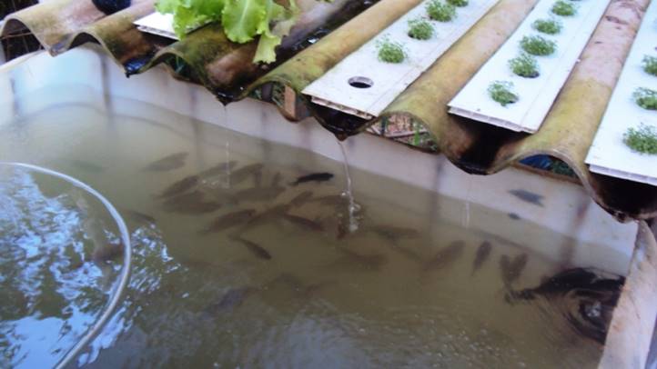 Új utakon a fóliasátras zöldségtermesztésben, avagy megoldások a talajproblémákra (2.)