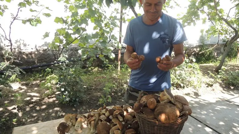 Gombát tessék! - Most következik a dömping időszaka