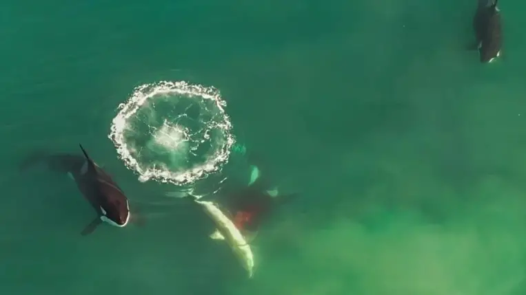 Drónnal filmezték a tengert, amit videóra vettek, az horrorfilmbe illik