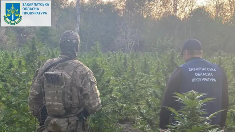 Kannabiszt termesztettek a nagypaládi férfiak