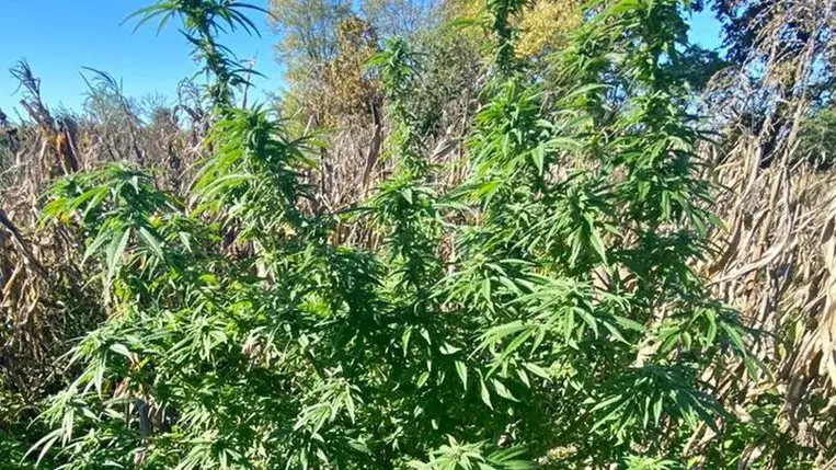 Kertjében termesztette a kendert egy nagypaládi férfi