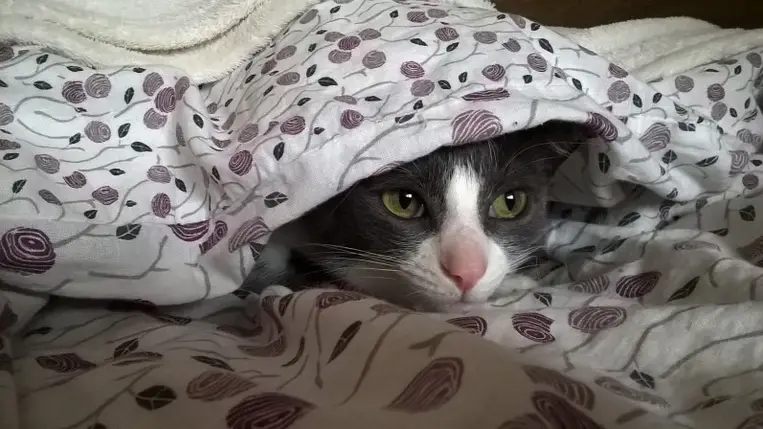 Macskákat, hollókat és más állatokat is kiképzett kémkedésre a CIA