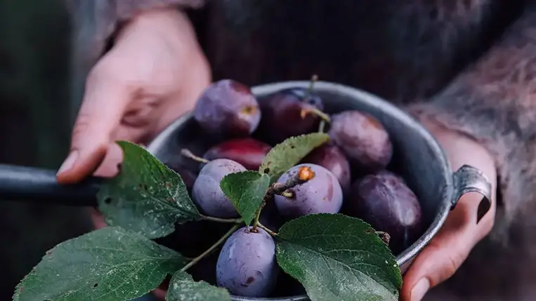  A csontok őrangyala, a szilva: ezt teszi a testünkkel a rendszeres fogyasztása 