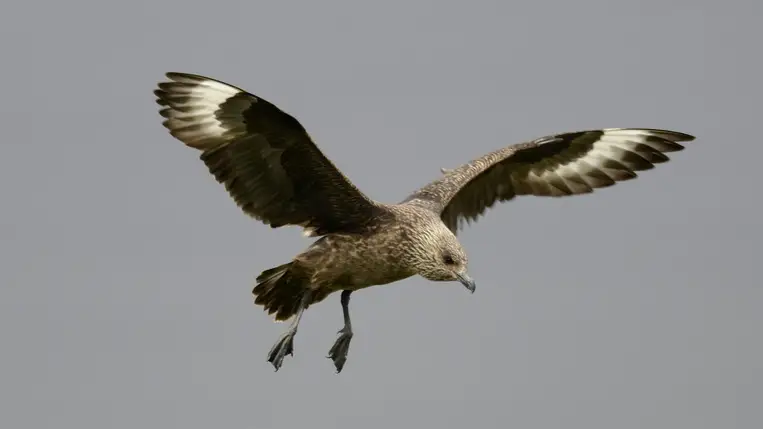 Komplexebb az állatok tájékozódása, mint hittük