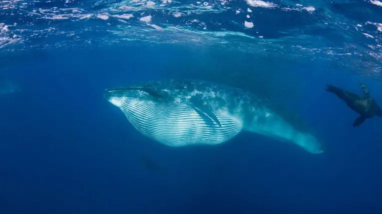 Minden nap milliónyi mikroműanyag-részecskét nyelnek le a bálnák