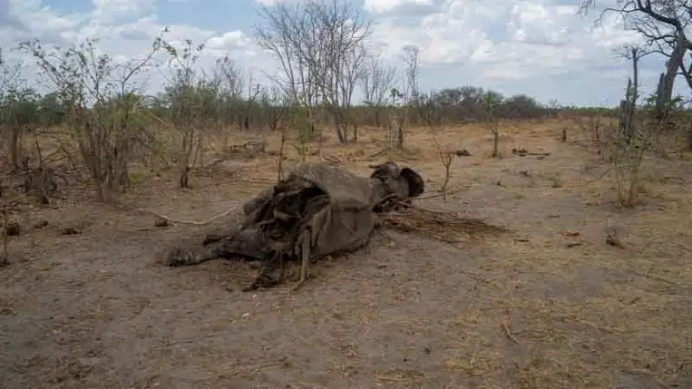 Elefántok, gnúk és zebrák százai pusztultak el Kenyában