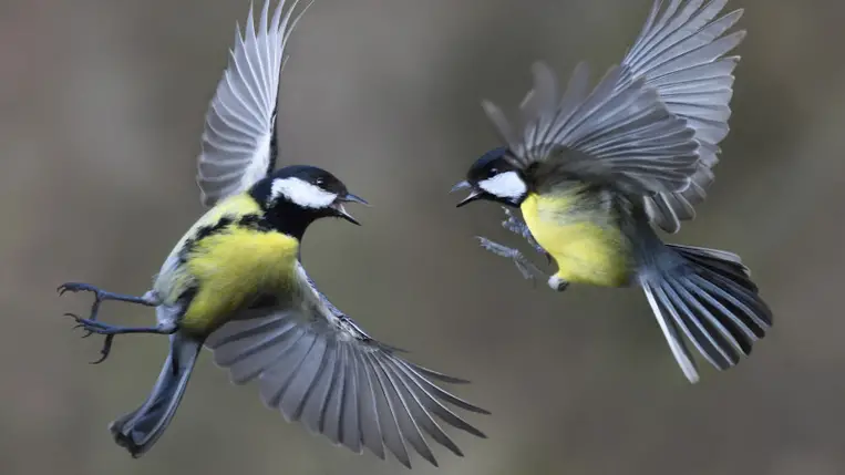 Kezdődik az énekesmadár-etetési szezon