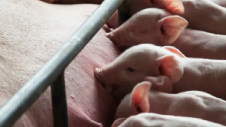 A vemhes kocák takarmányozása