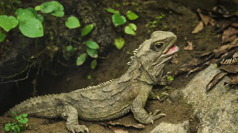 Eddig ezeket az állatokat némának hittük, pedig nem azok