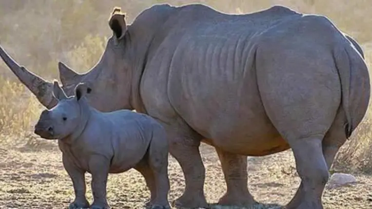 Drasztikusan megrövidültek az orrszarvúak szarvai