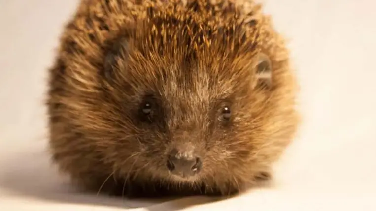 A sünök védelmére szólít fel az MME