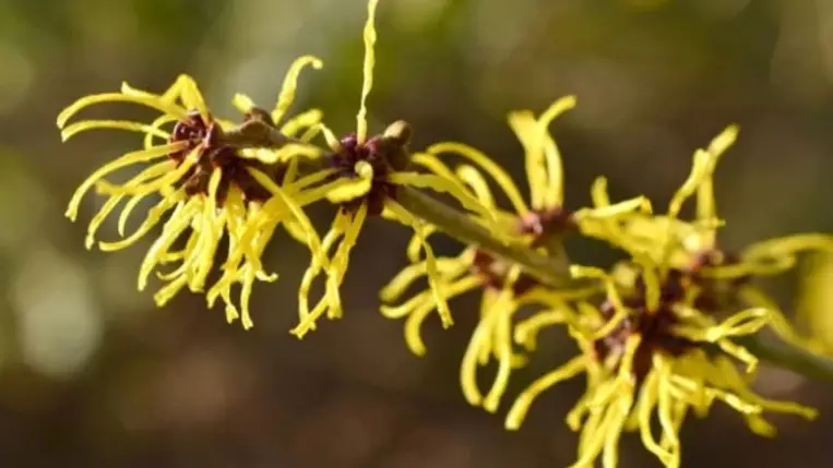 5 gyógynövény visszér kezelésére