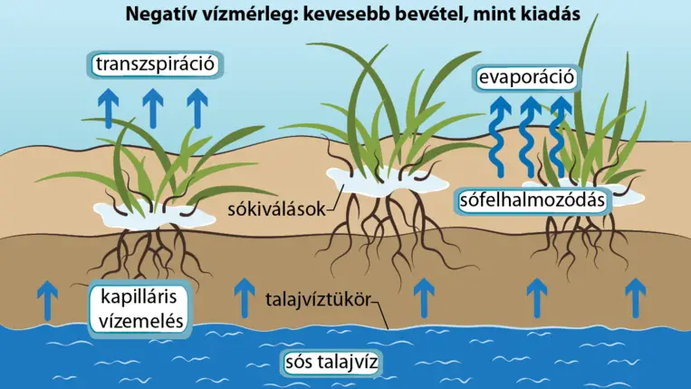 A talaj-EC sajátosságai a hajtatásban