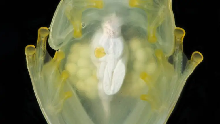 Kiderült, hogyan válnak átlátszóvá az üvegbékák