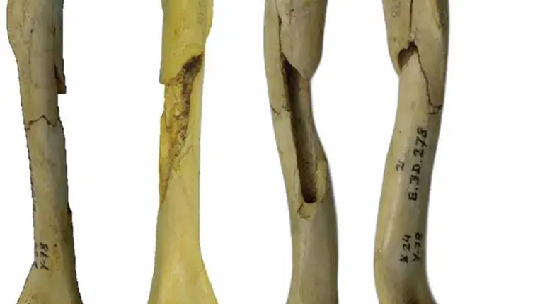 Korábban csatlakoztak hozzánk a kutyák, mint gondoltuk