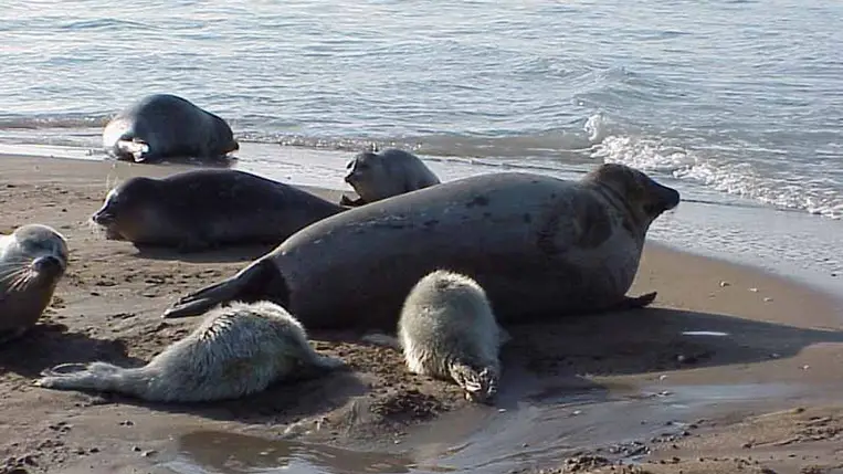 Tömeges fókapusztulás a Kaszpi-tengernél