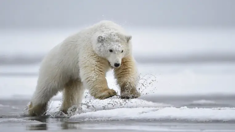 Rohamtempóban hanyatlik a jegesmedvék fővárosa