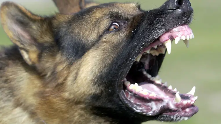 Kutya támadás. Agressziv kutya