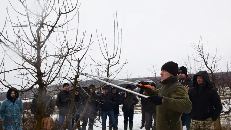 Hogyan és mikor metsszük a gyümölcsfákat?