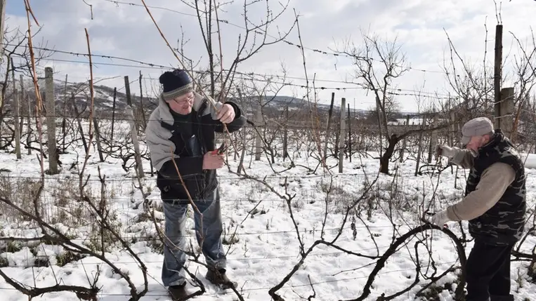 Idénykezdet a szőlőben - Metszeni csak pontosan, szépen…