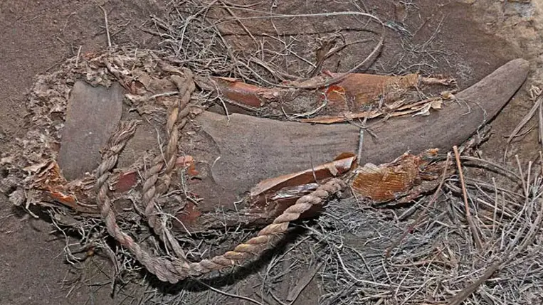 Különös dolgot találtak egy ötszáz éves szarvasmarha szarvban