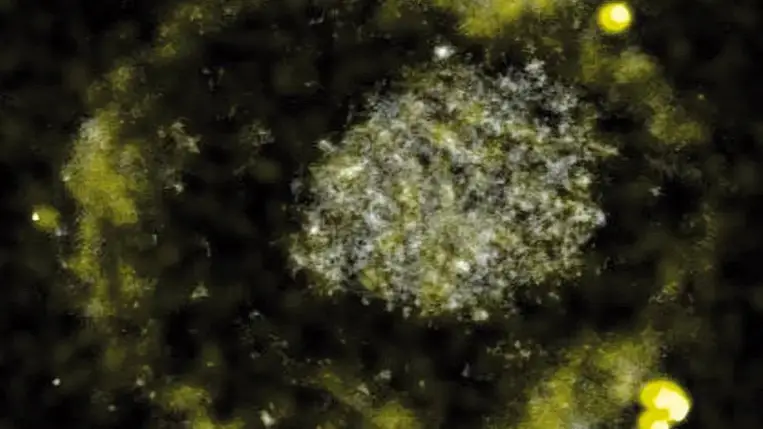 Aranytojást tojó tyúkot még nem, de aranyat termelő baktériumot már találtak a kutatók