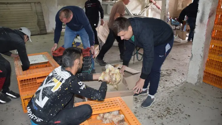 Előnevelt csirkét kaptak a KMNE tagcsaládjai. Fotó: Kárpátinfo/Kovács Erzsébet