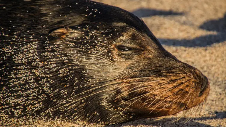 Az elefántfókák napi két órát alszanak, azt is merülés közben