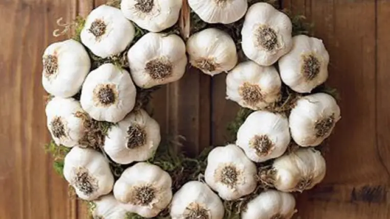 Megismerkedhetünk a fokhagyma ültetését követő ápolási munkálataival, betakarítási módjával, valamint a minőségét hosszan megtartó tárolási fogásaival.