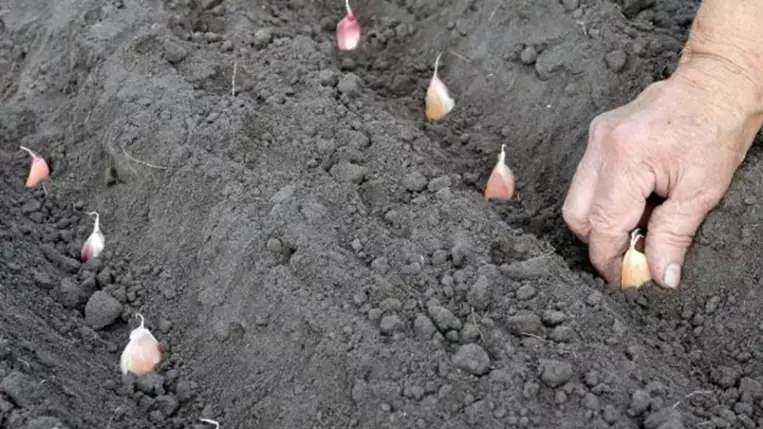 Fokhagyma termesztése. Illusztráció