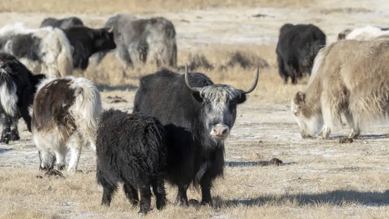 Több mint 750 éve iszunk már jaktejet
