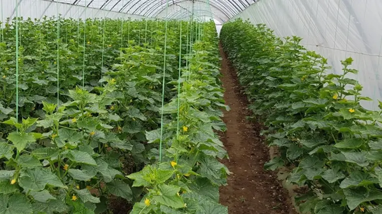 Munkálatok a fóliasátrakban