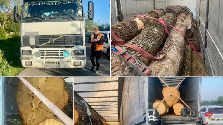 Illegális rönkfát szállított egy kamionban Kárpátalján, lebukott. Fotó: Kárpátalja Rendőrsége