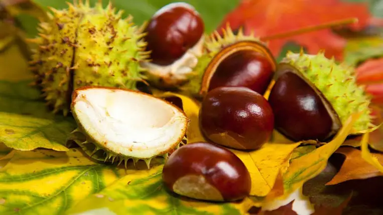 Év gyógynövénye 2023: a vadgesztenye