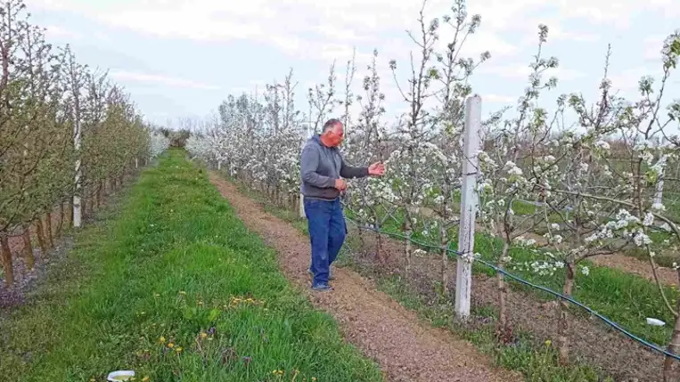 Óvatos derűlátás a kárpátaljai gyümölcstermesztők körében