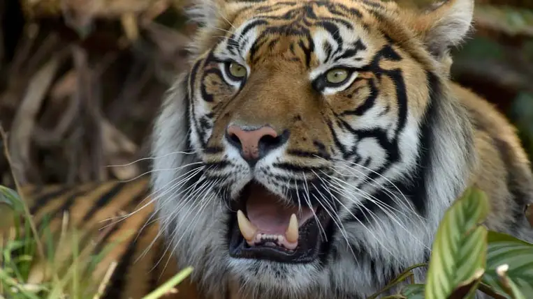 Elkeserítő, mi történik a Föld állataival