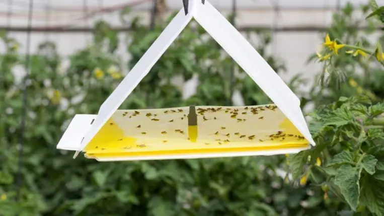 Színcsapdák alkalmazásának fontossága a zöldséghajtatásban