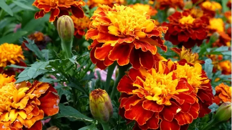 Hasznos növények és rovarok a kertjeinkben