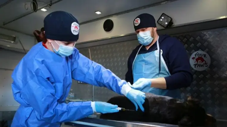 Beregszászban a FOUR PAWS International nemzetközi alapítvány mobil csapata a kóbor állatok ivartalanításával foglalkozik majd, illetve veszettség ellen is beoltja őket.