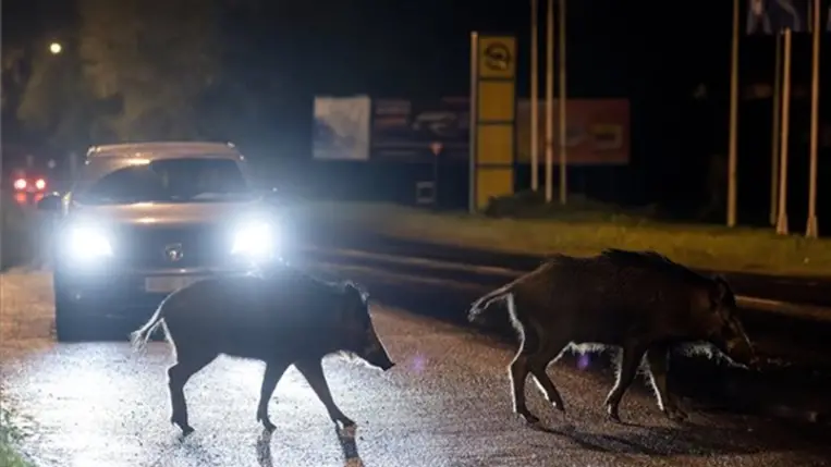 Vaddisznók Salgótarjánban 2023. május 16-án. MTI/Komka Péter