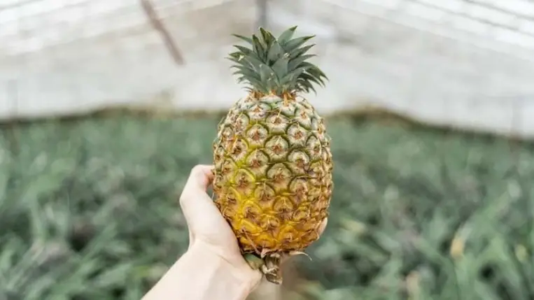 Az ananász pozitív tulajdonságai