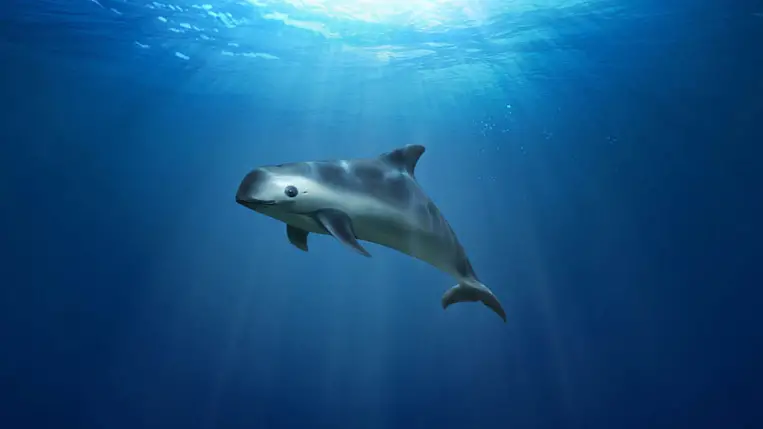 Megmenekülhetnek a disznódelfinek