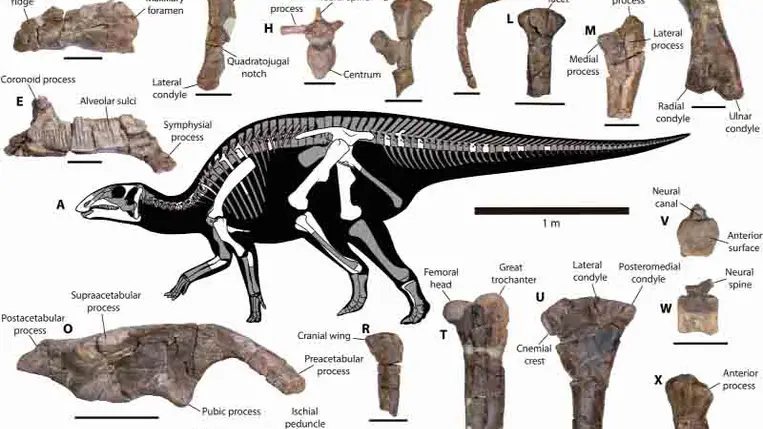 Kacsacsőrű dinoszaurusz maradványokat találták Chileben 