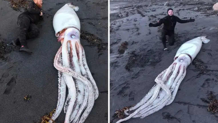 Irtózatos lény tetemére bukkantak Új-Zélandon